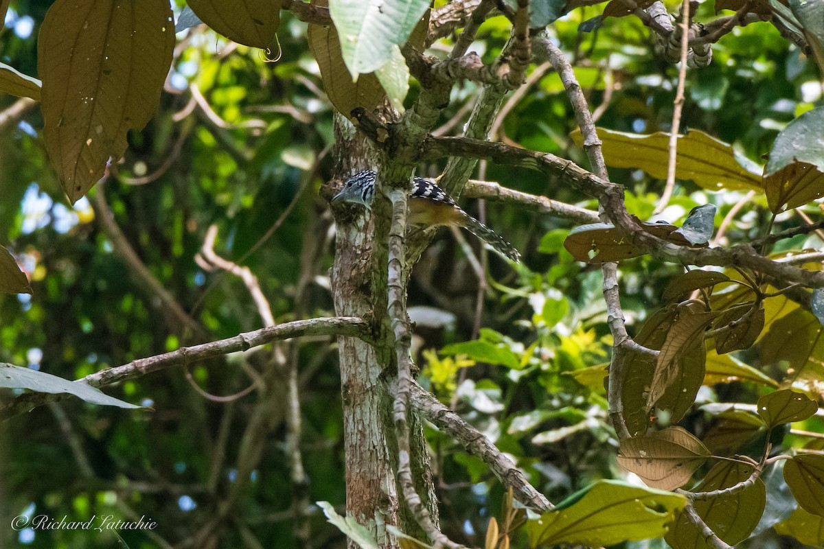 Spot-backed Antshrike - ML122695361