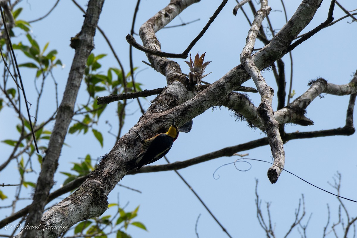 Yellow-fronted Woodpecker - ML122695401