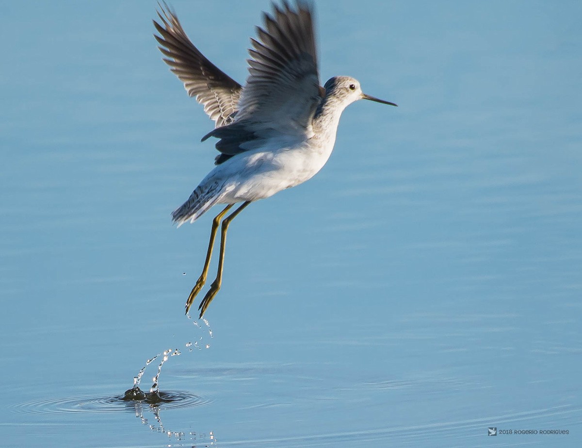 Marsh Sandpiper - ML122695411