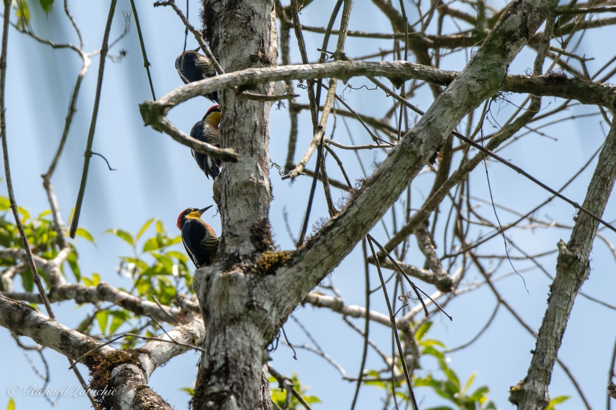 Yellow-fronted Woodpecker - ML122695461