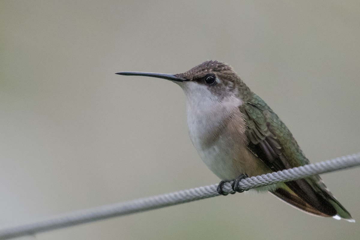Ruby-throated Hummingbird - Mike Stewart