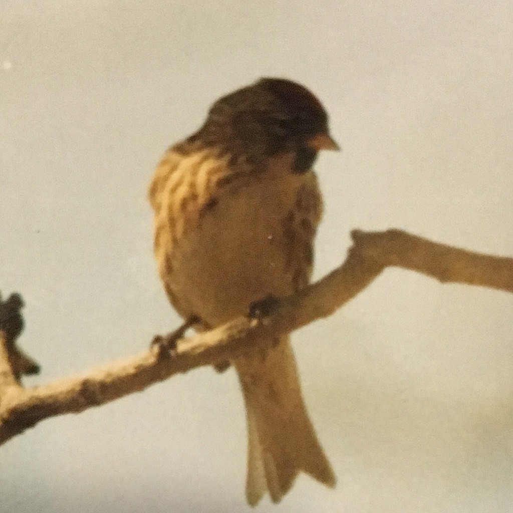 Common Redpoll - ML122698641