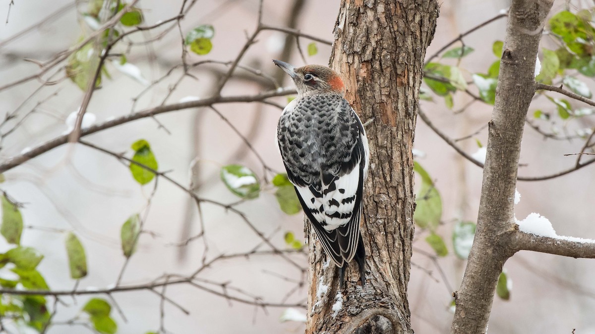 Carpintero Cabecirrojo - ML122698761