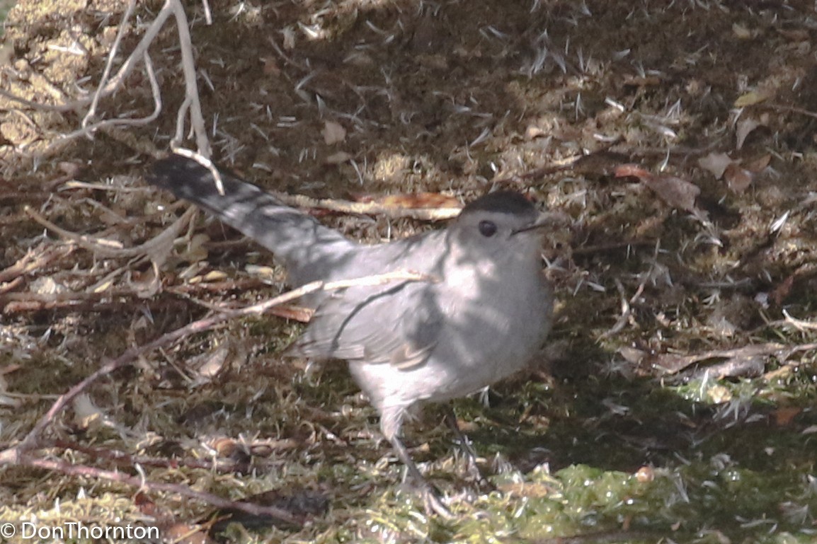 Gray Catbird - ML122698941