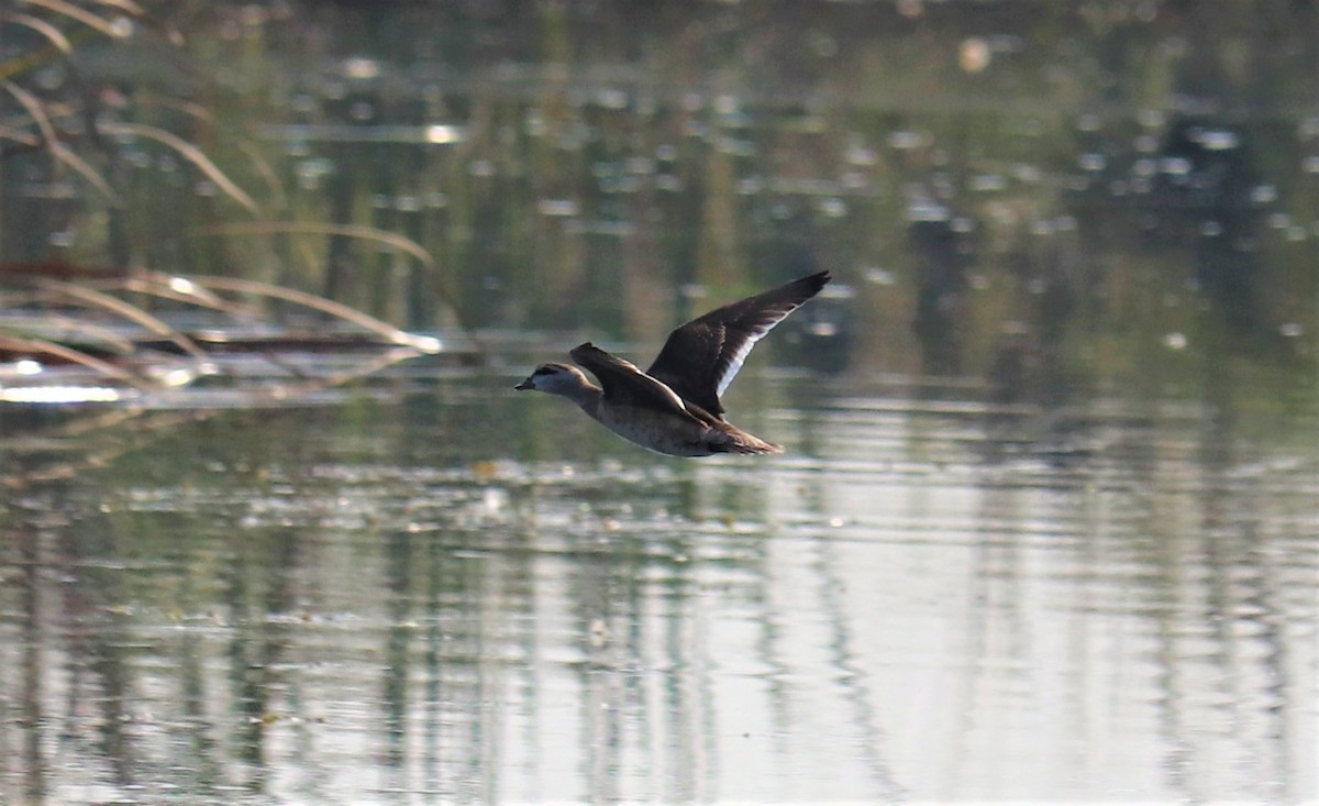 Cotton Pygmy-Goose - ML122700321