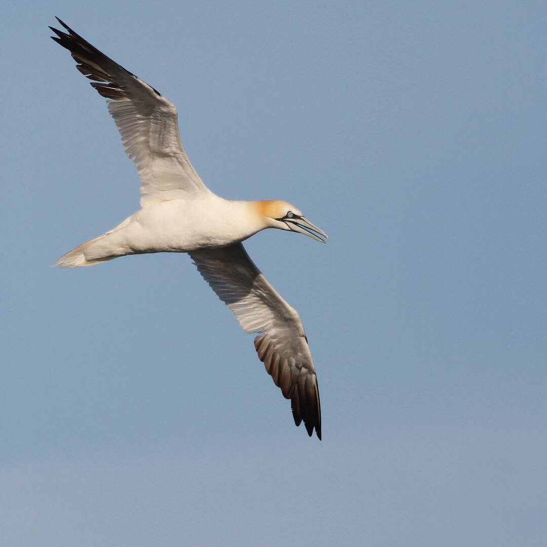 Northern Gannet - Taylor Sturm