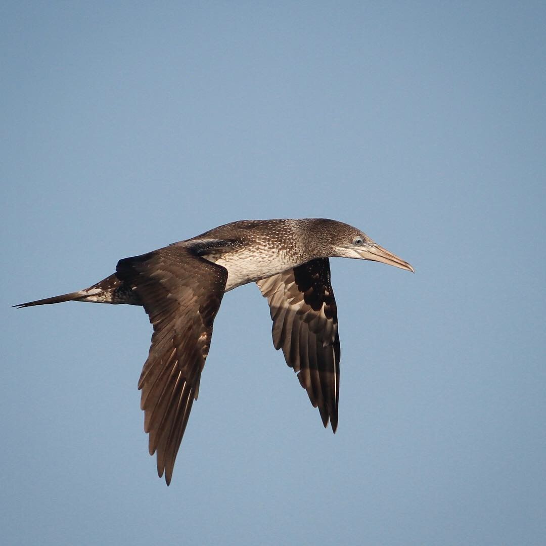 Northern Gannet - ML122703781