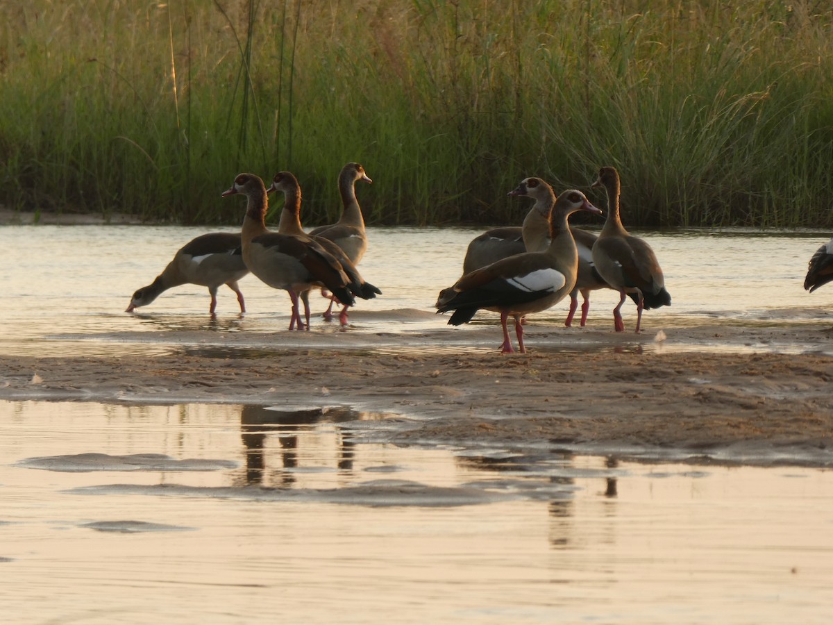 Egyptian Goose - ML122704201