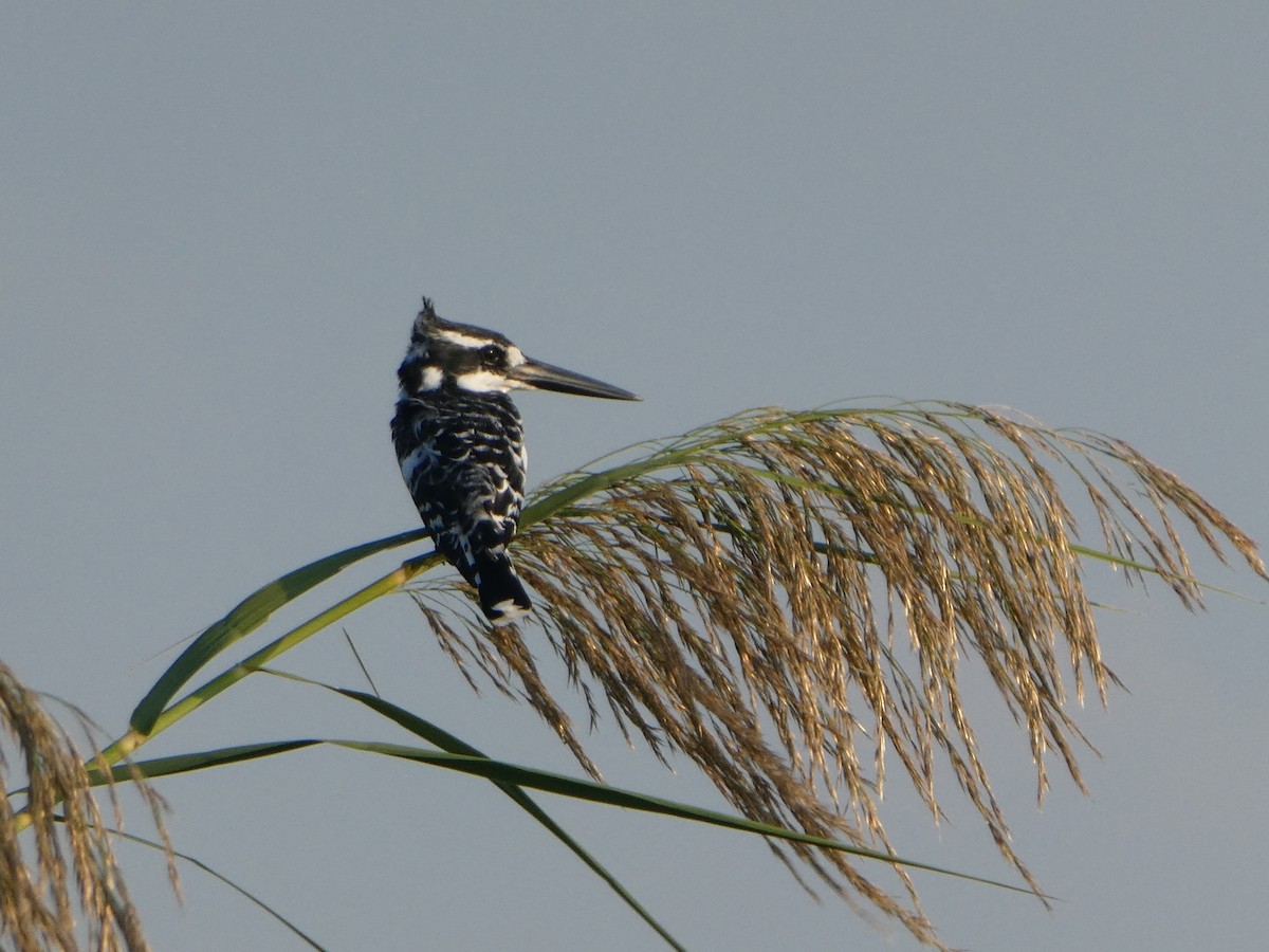 Pied Kingfisher - ML122704261