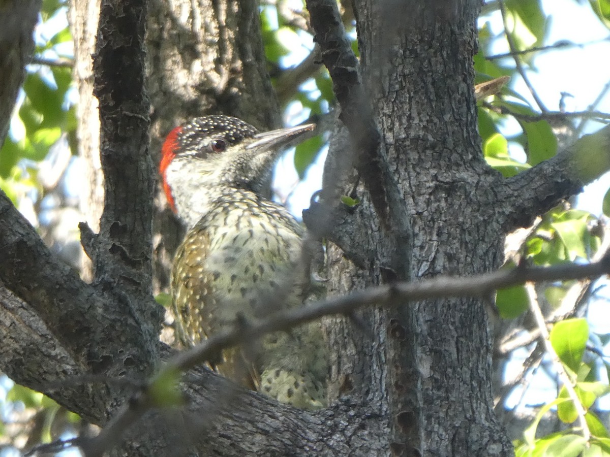 Golden-tailed Woodpecker - Matthias Bachmann