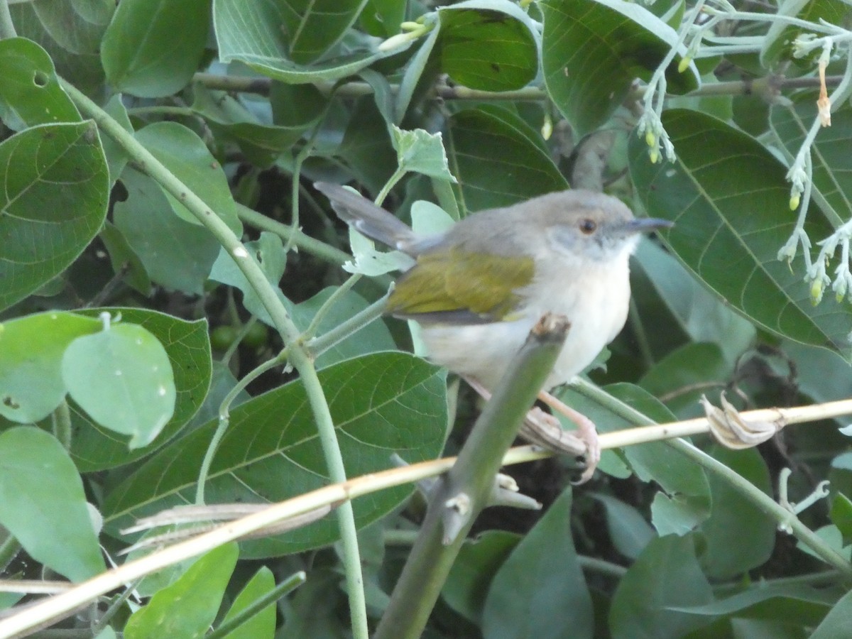 Green-backed Camaroptera (Gray-backed) - ML122704431