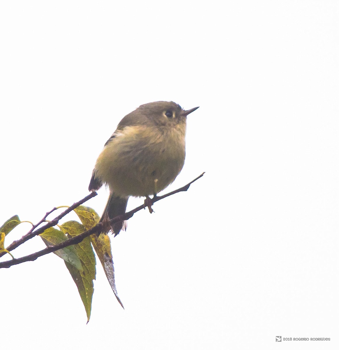 Ruby-crowned Kinglet - ML122704811