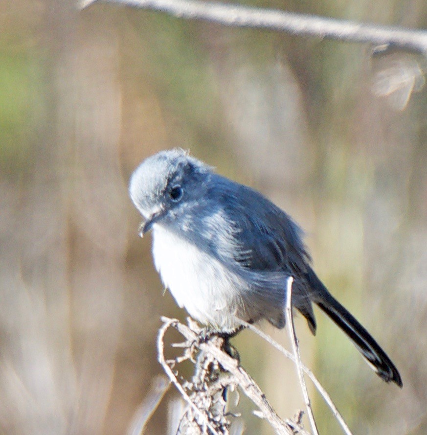 California Gnatcatcher - ML122705581