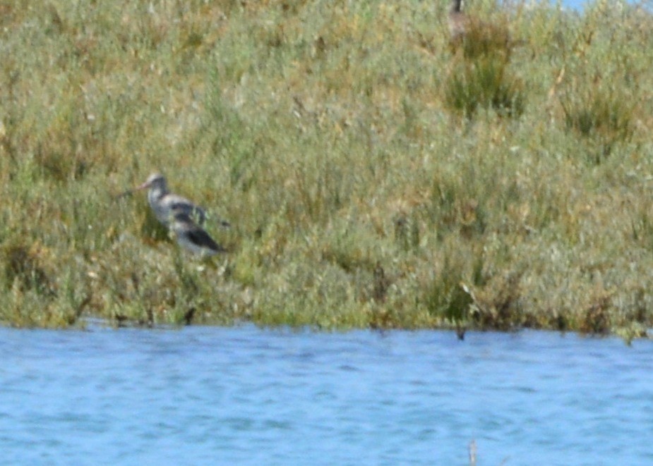 Black-tailed Godwit - ML122705961