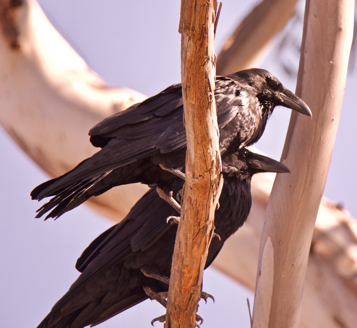 Common Raven - ML122706231