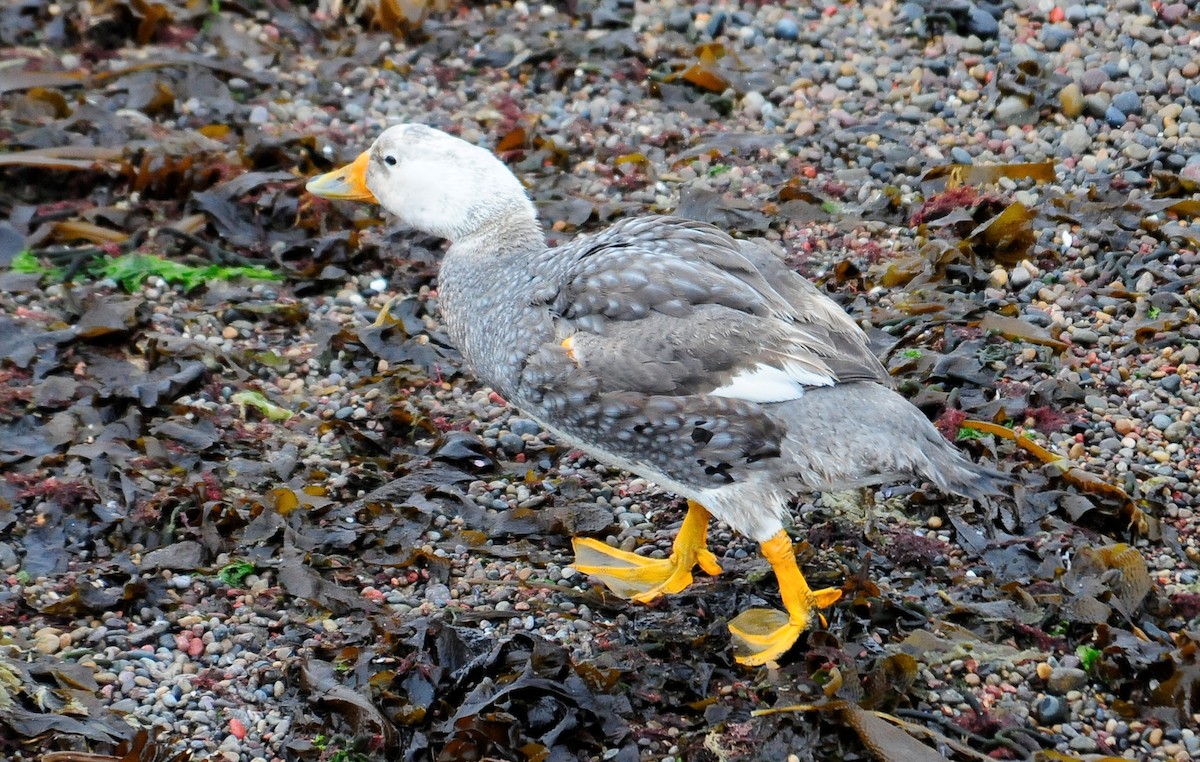 White-headed Steamer-Duck - ML122707611