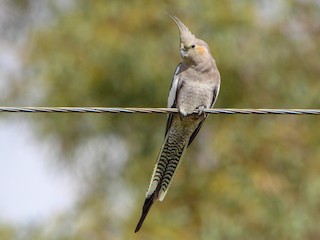 Cockatiel - Nymphicus hollandicus - Birds of the World
