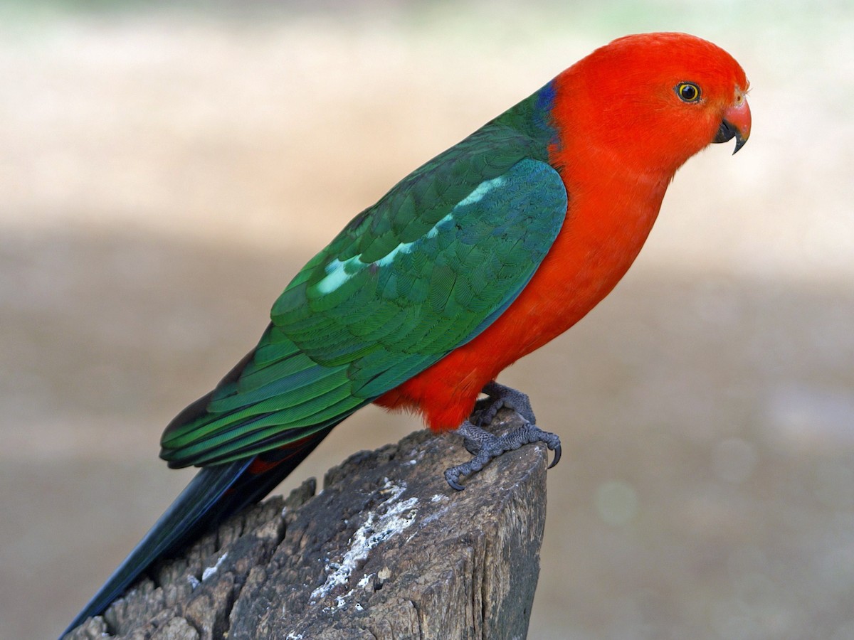 Perruche Rouge Stockfoto's Van Perruche Kakariki à Front Rouge,