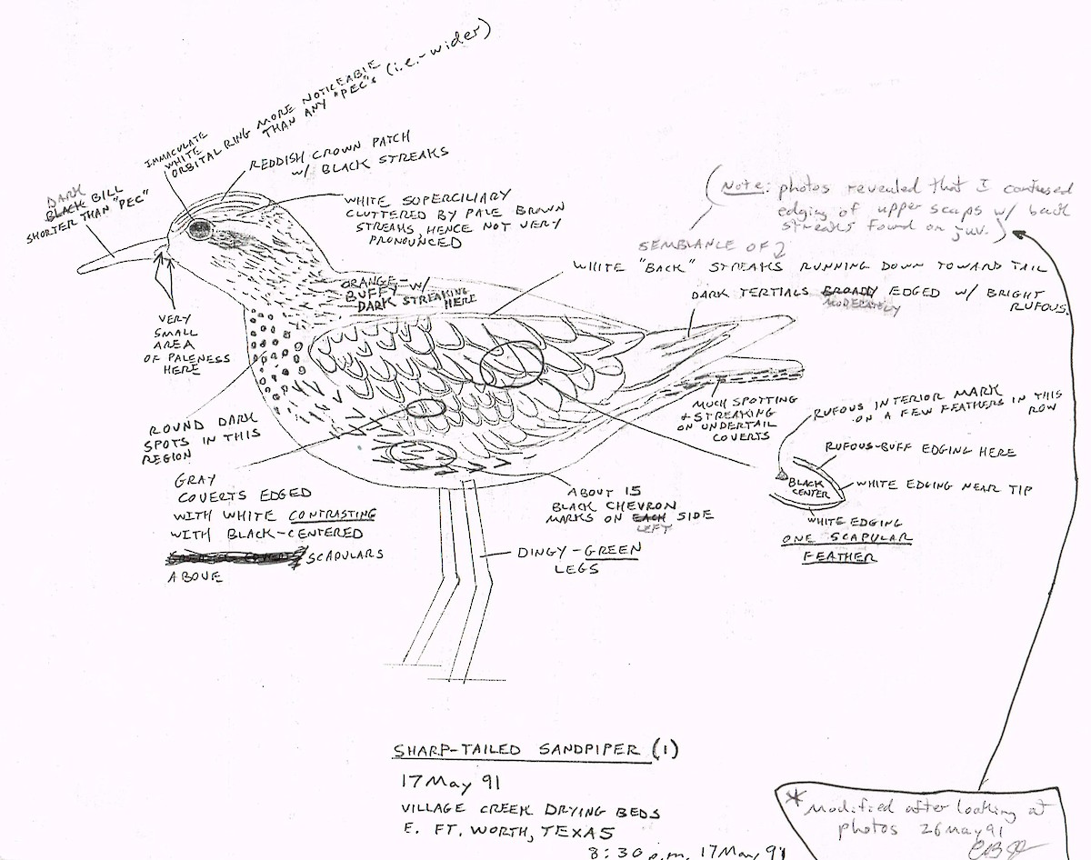 Sharp-tailed Sandpiper - ML122711011