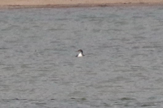 Common Loon - ML122711651