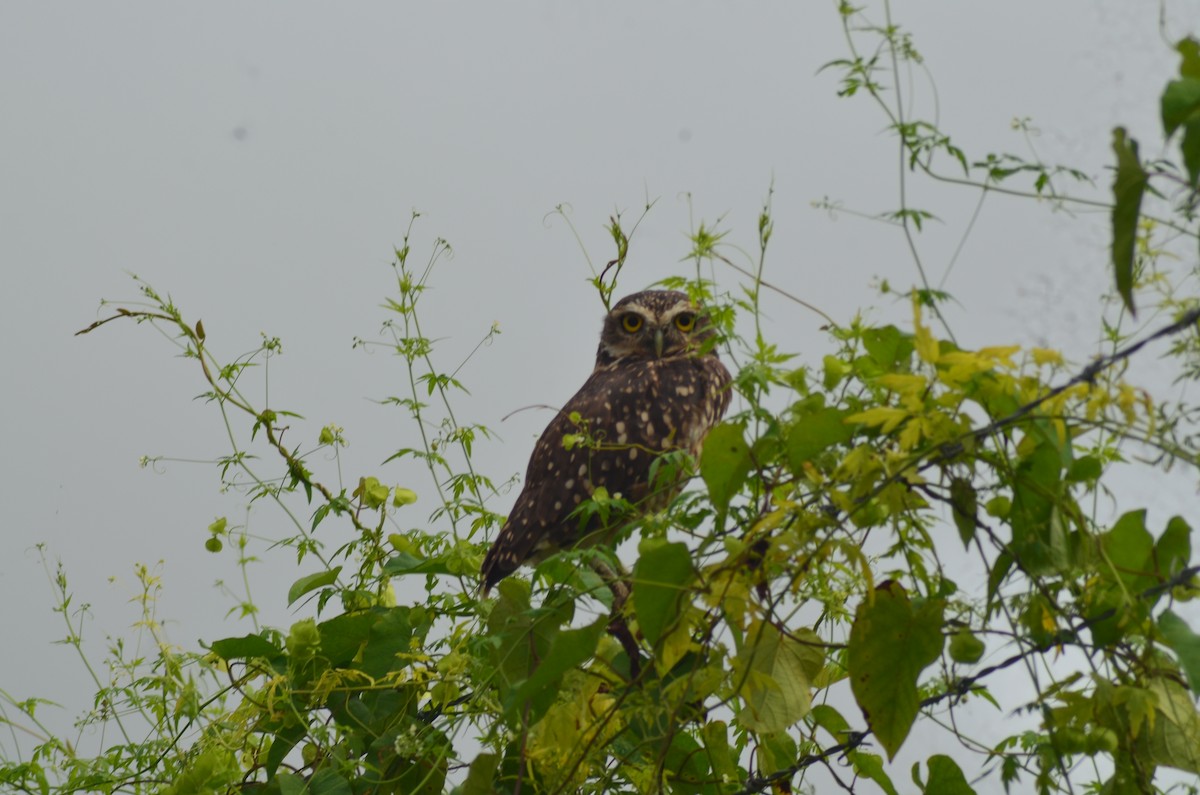 Burrowing Owl - ML122712111