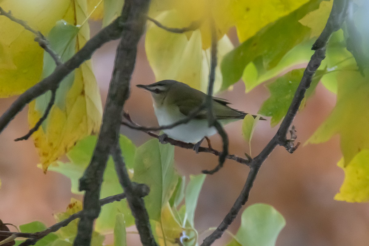 Red-eyed Vireo - Carl Carbone