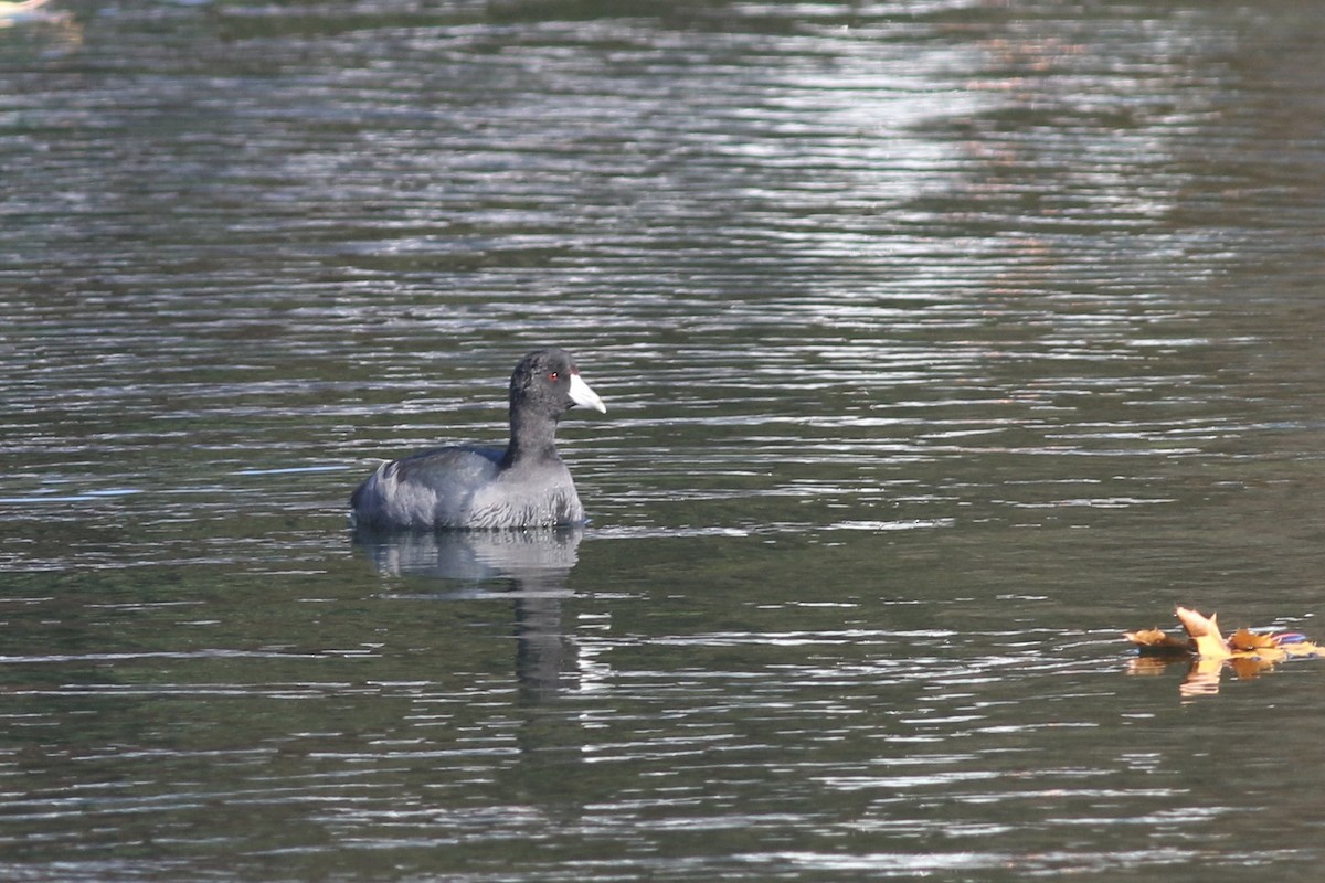 American Coot - ML122716901