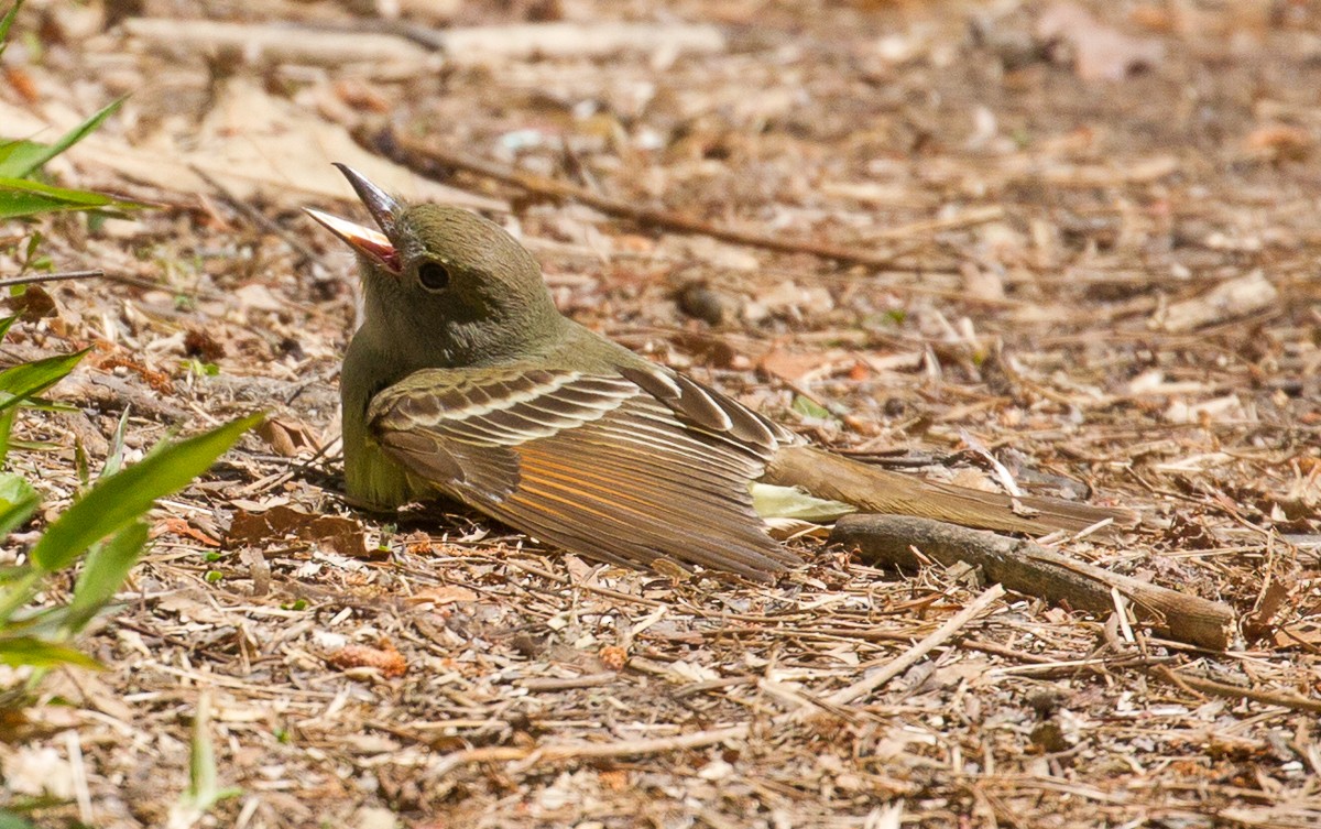 Great Crested Flycatcher - ML122721061