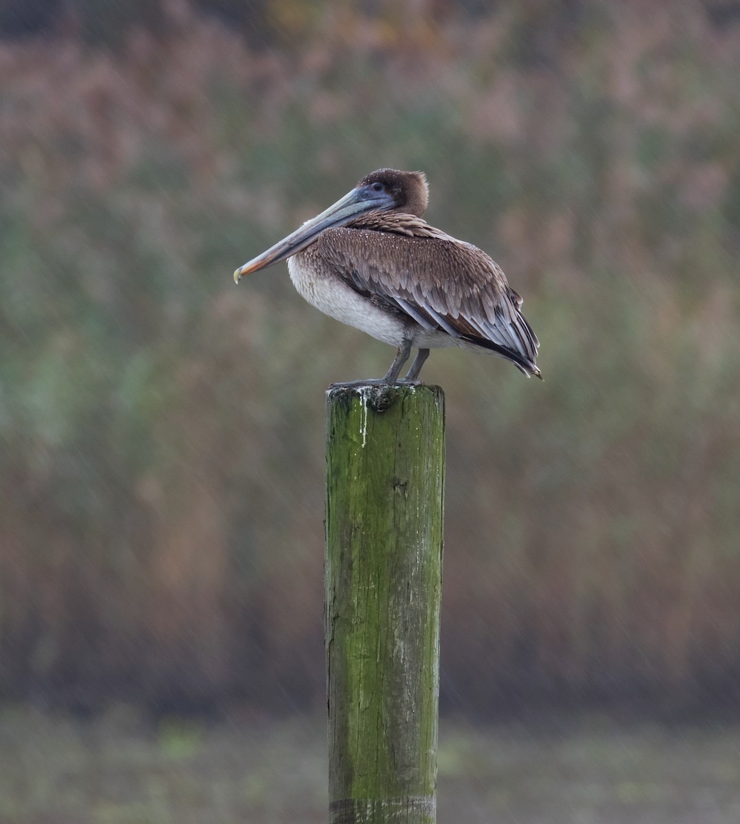 eBird Checklist - 9 Nov 2018 - Glebe Rd. at Scotchman Creek - 1 species