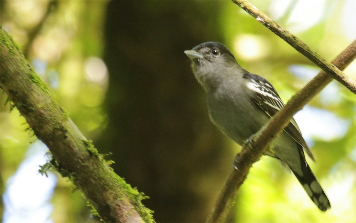 White-winged Becard - ML122725501