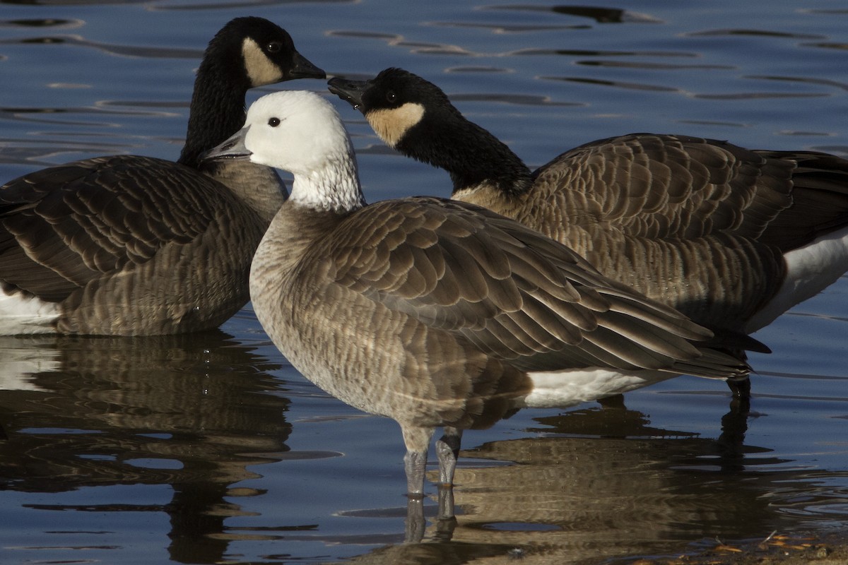Snow x Cackling Goose (hybrid) - Richard Bunn