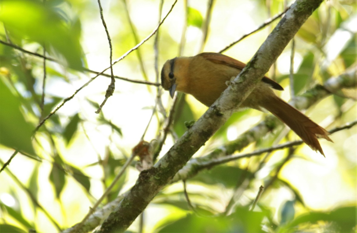 Buff-fronted Foliage-gleaner - Cláudio Jorge De Castro Filho