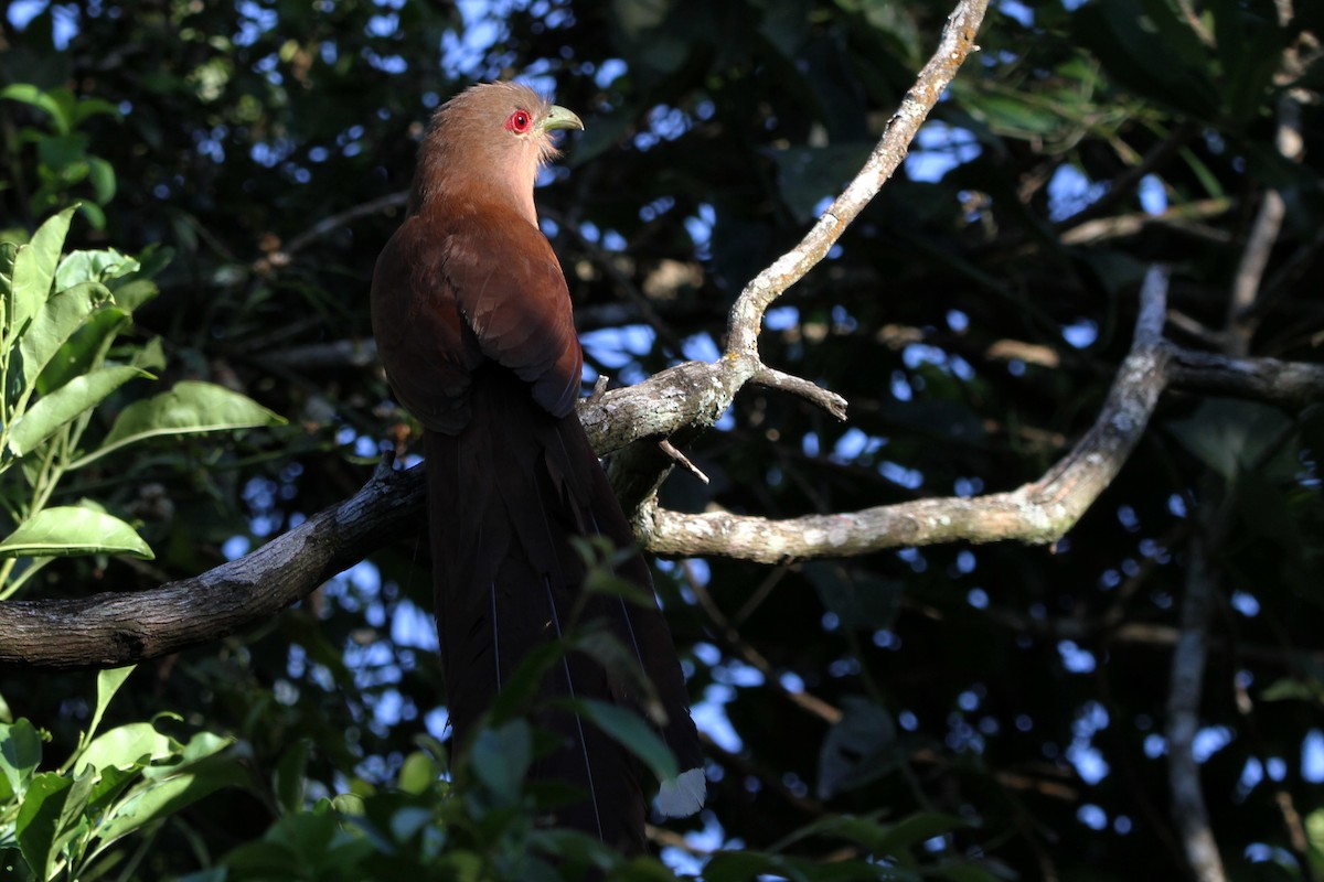 Squirrel Cuckoo - ML122726731