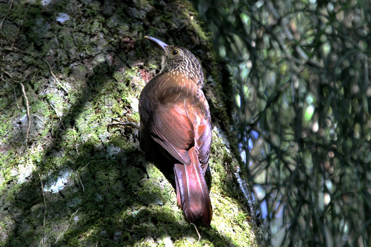 Planalto Woodcreeper - ML122726891