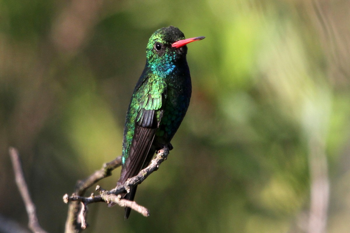 Glittering-bellied Emerald - ML122727021