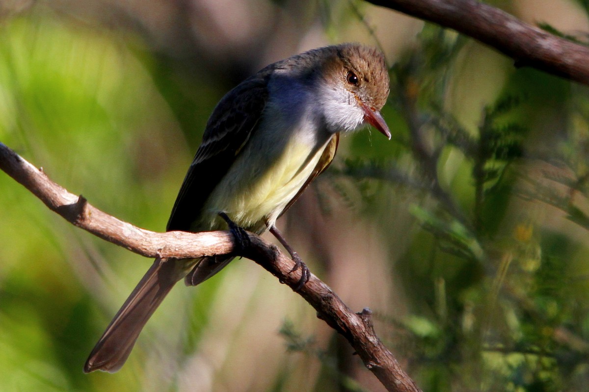 Swainson's Flycatcher - ML122727661