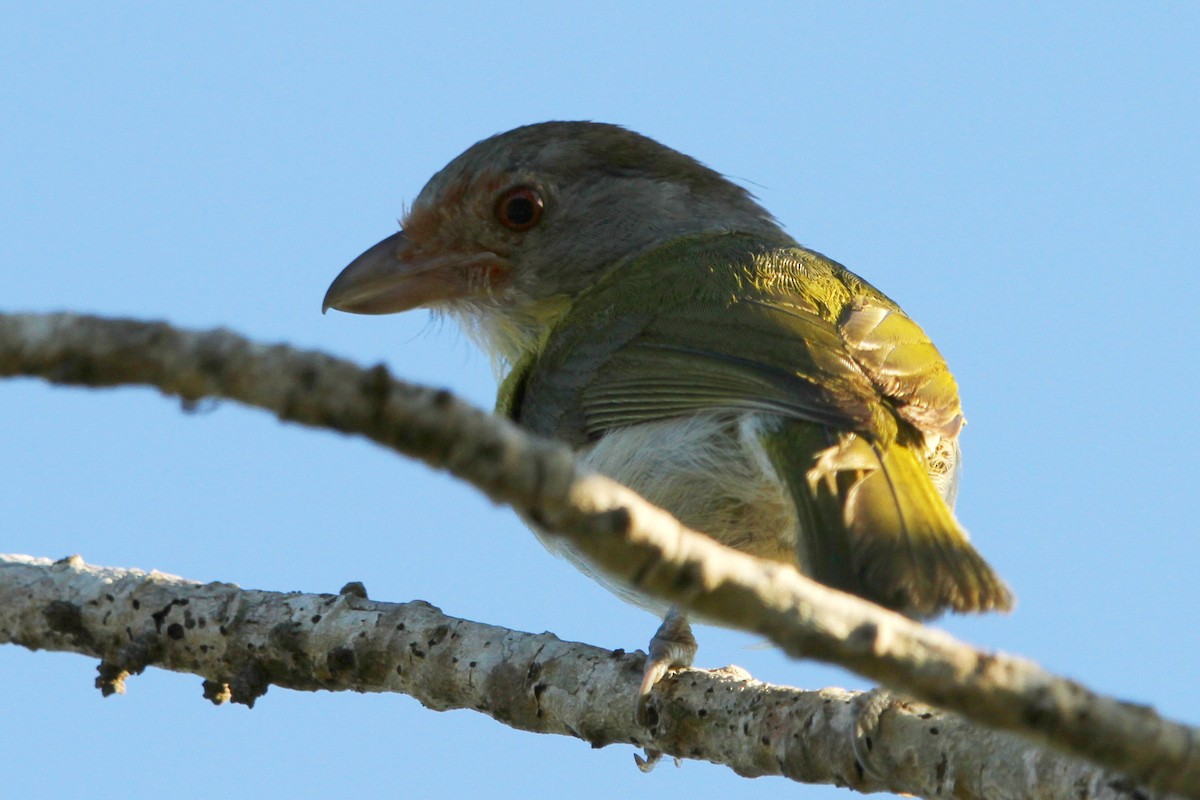 Rufous-browed Peppershrike - ML122727761