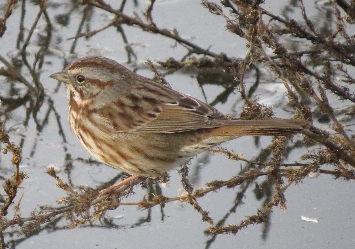 Song Sparrow - ML122727821