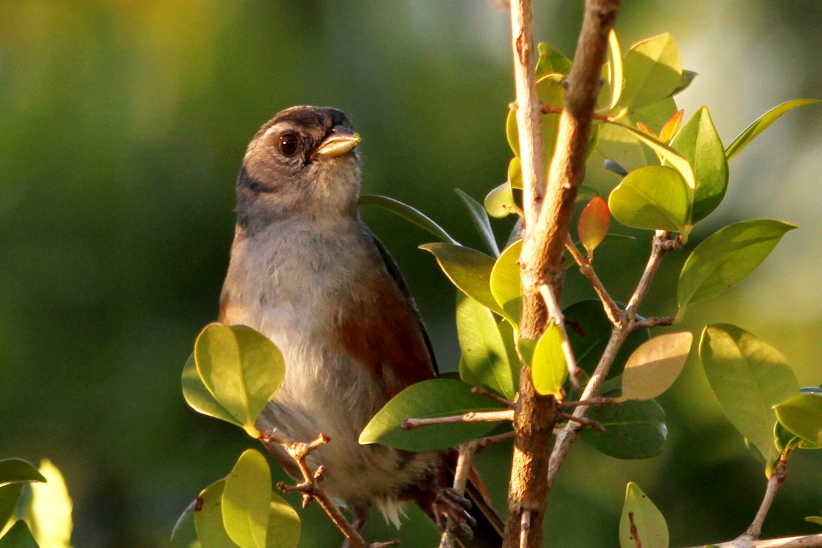 Gray-throated Warbling Finch - Pedro Ayres