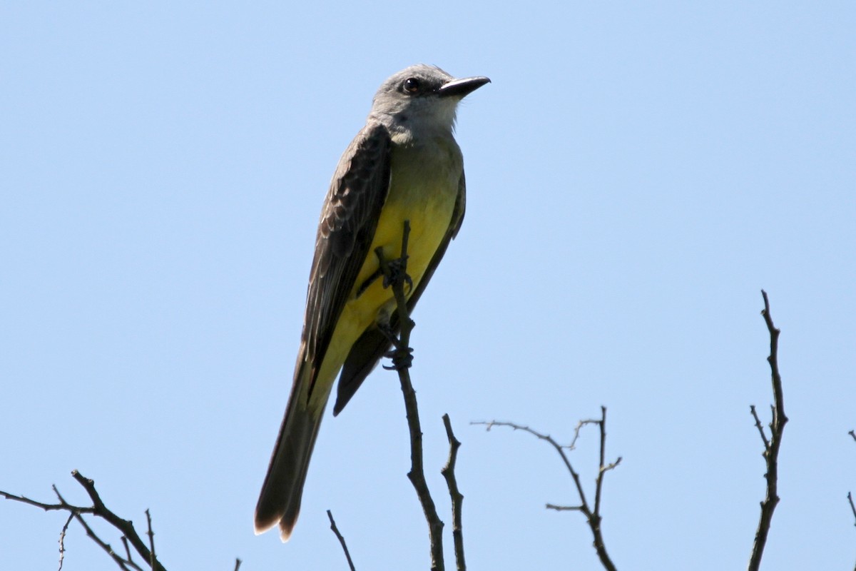 Tropical Kingbird - ML122728071