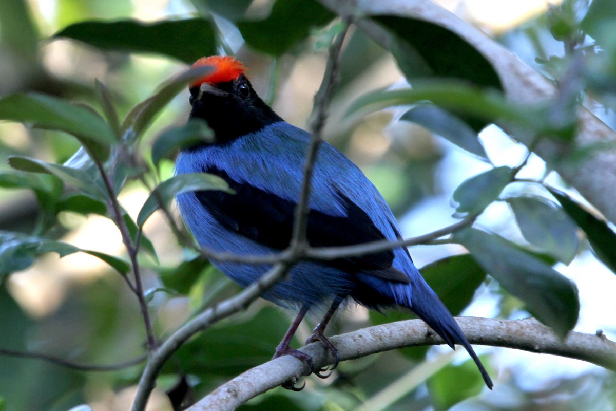 Swallow-tailed Manakin - ML122728301