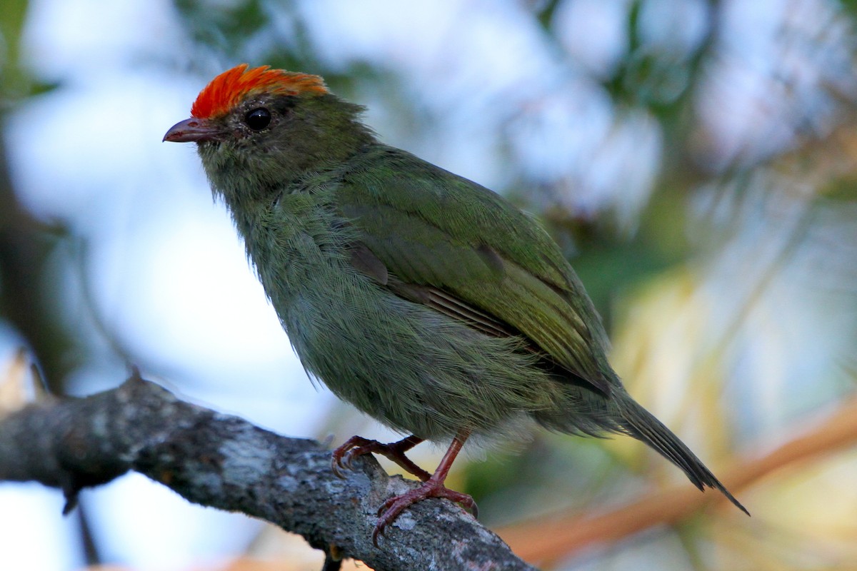 Swallow-tailed Manakin - ML122728331