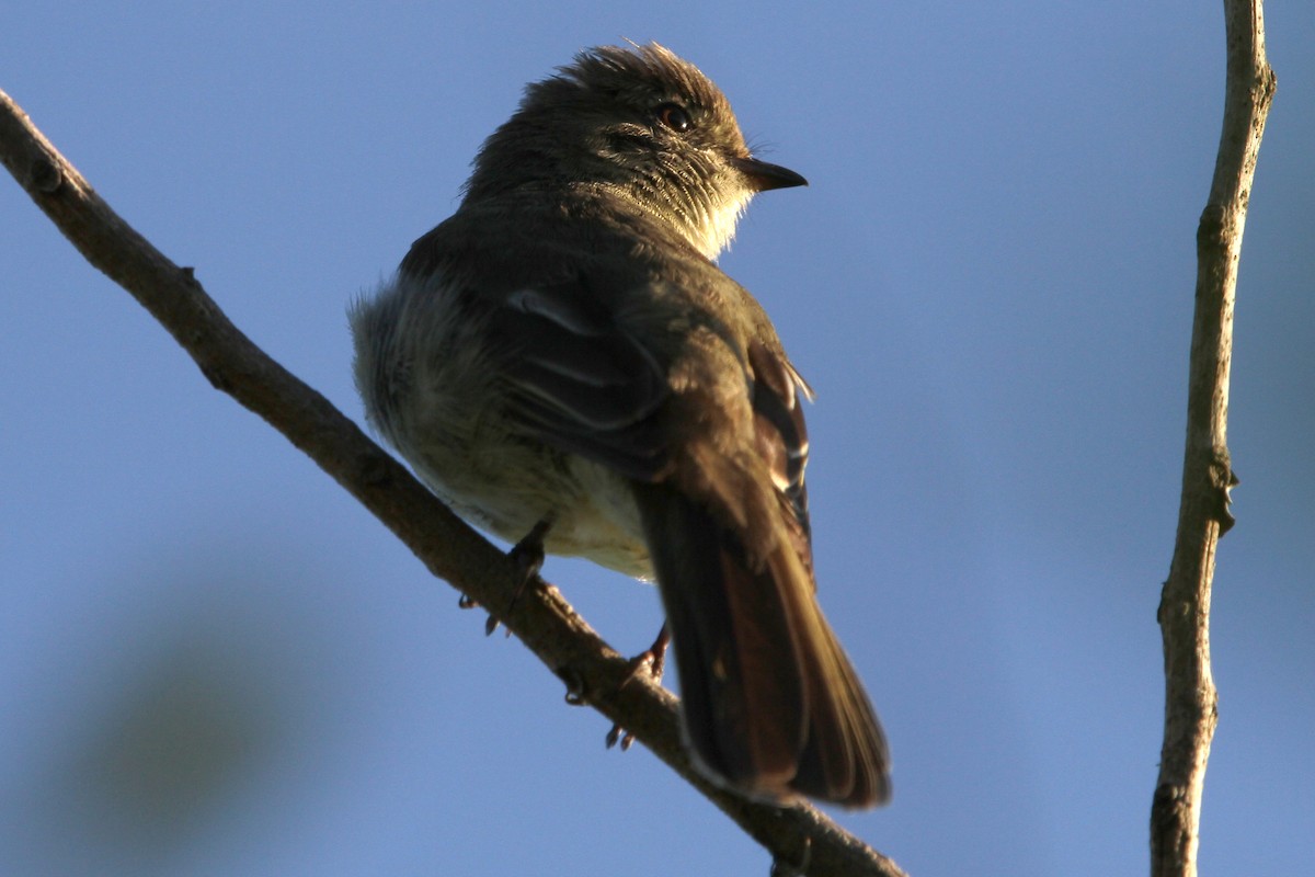 Small-headed Elaenia - ML122728821