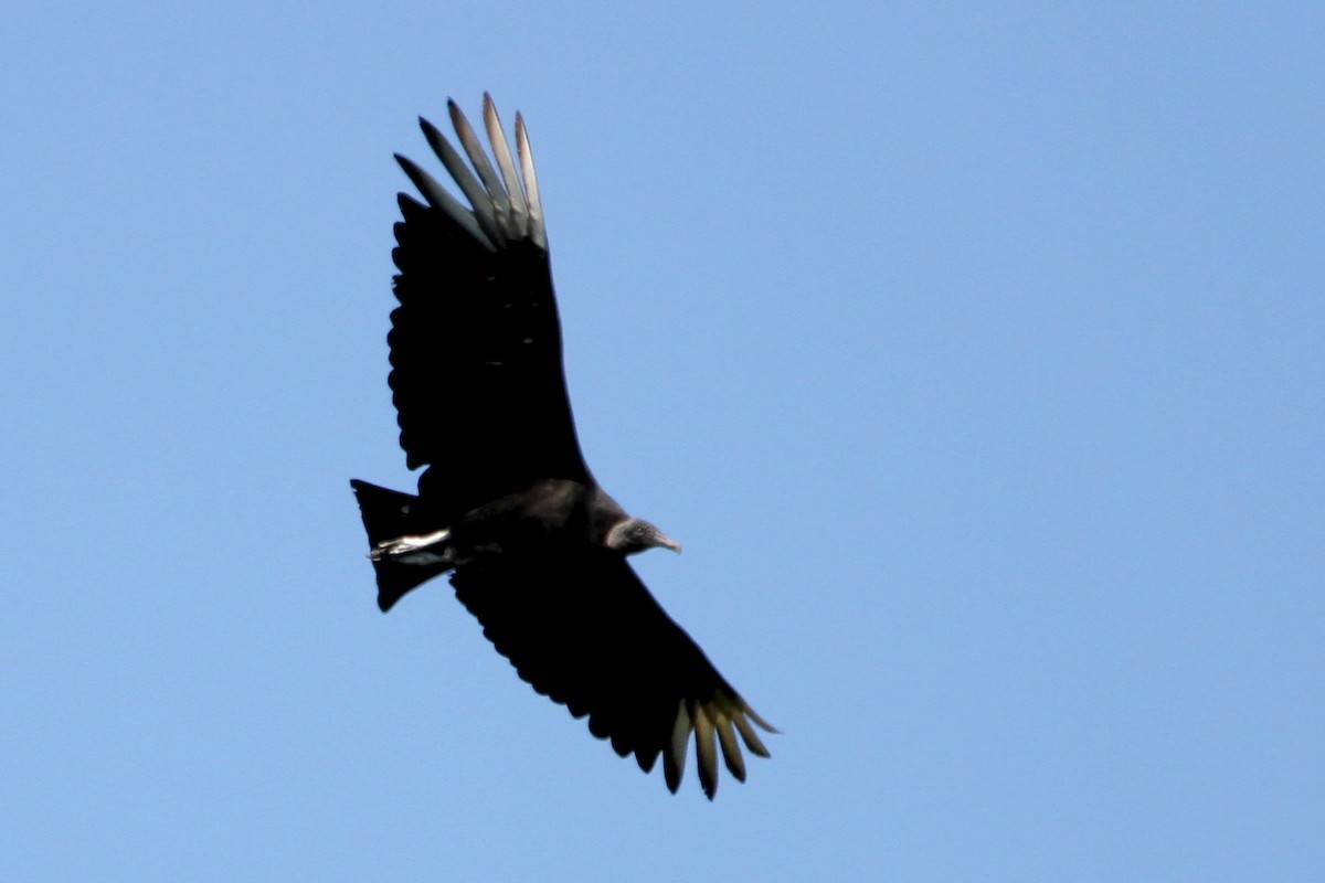 Black Vulture - ML122729051