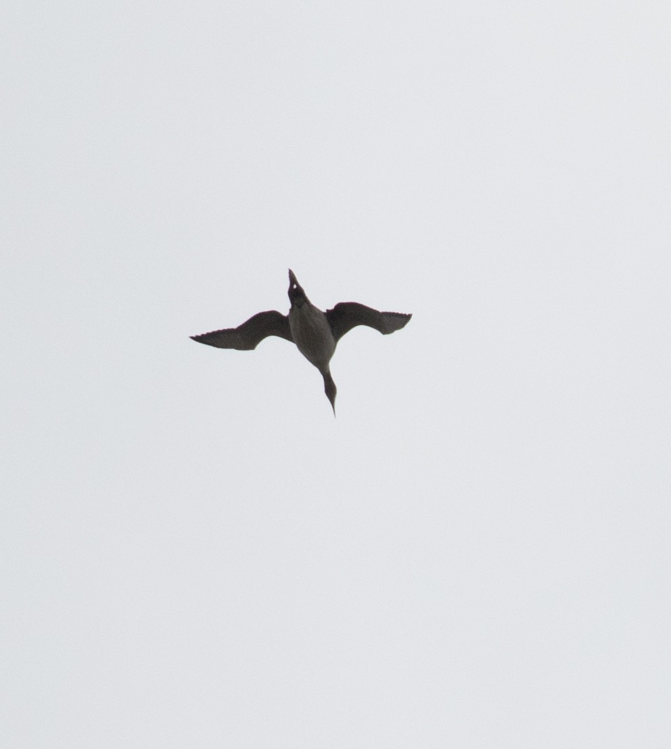 Red-throated Loon - ML122729641