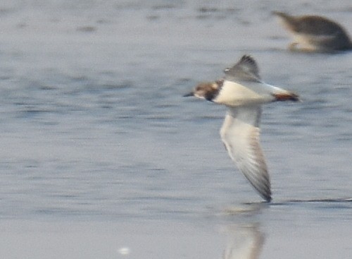 Ruddy Turnstone - ML122731151