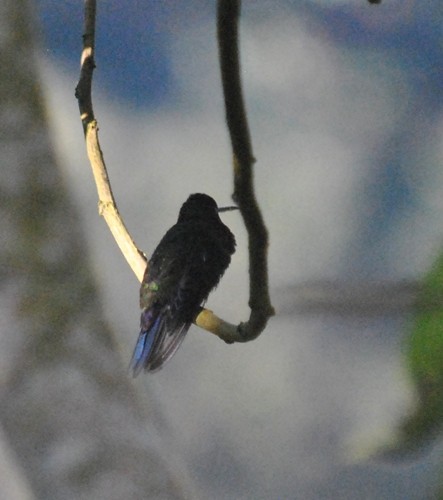 Steely-vented Hummingbird - ML122731341