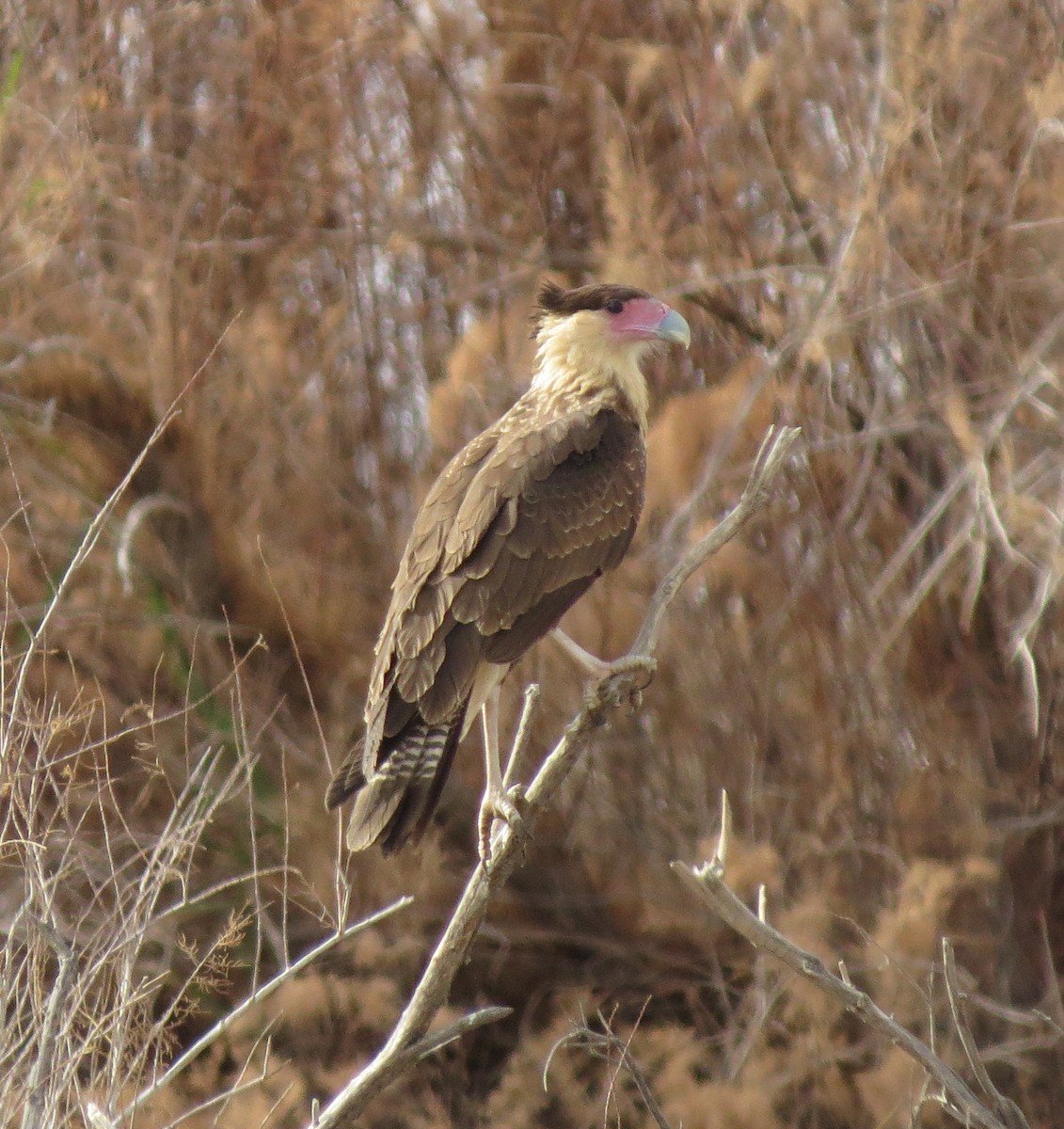 Crested Caracara (Northern) - ML122731541
