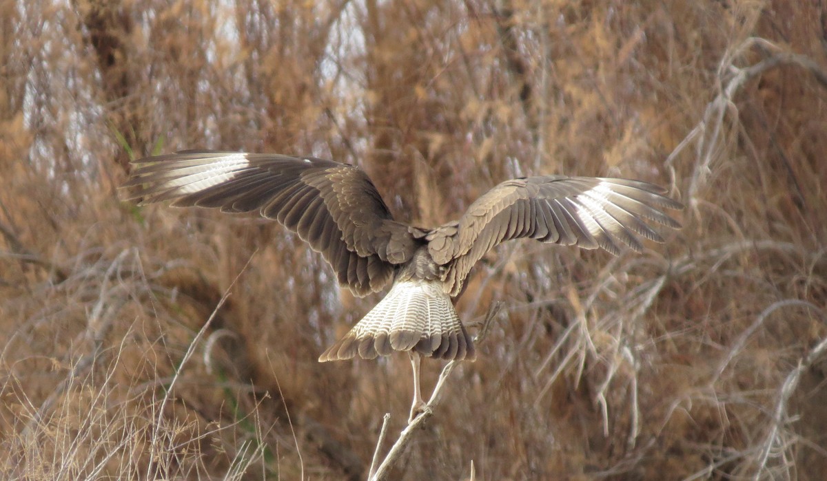 Crested Caracara (Northern) - ML122731561