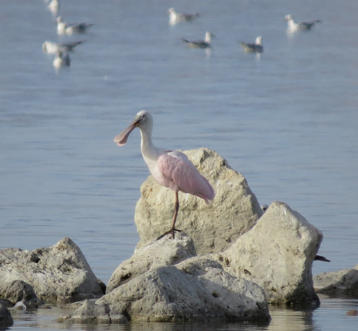 Roseate Spoonbill - ML122731721